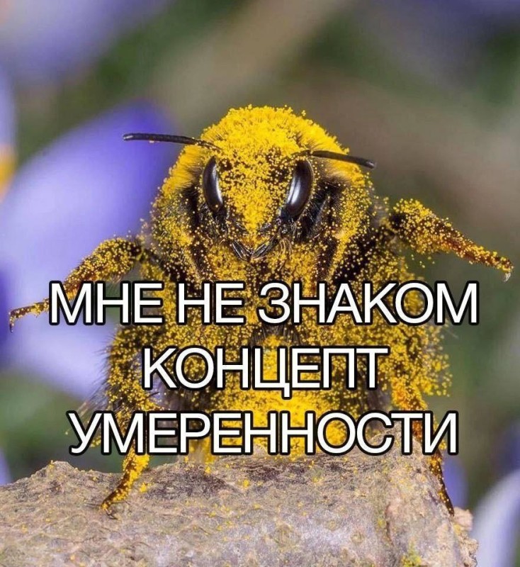 Create meme: bumblebee bee, bee , bee vision