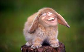 Создать мем: зайчик красивый, веселый кролик, милые кролики