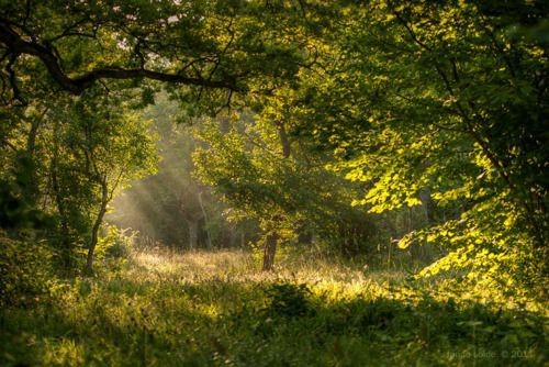 Create meme: nature forest , morning in the forest, the rays of the sun in the forest