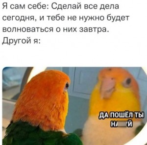 Создать мем: попугай с зеркалом, каик попугай, попуг мем