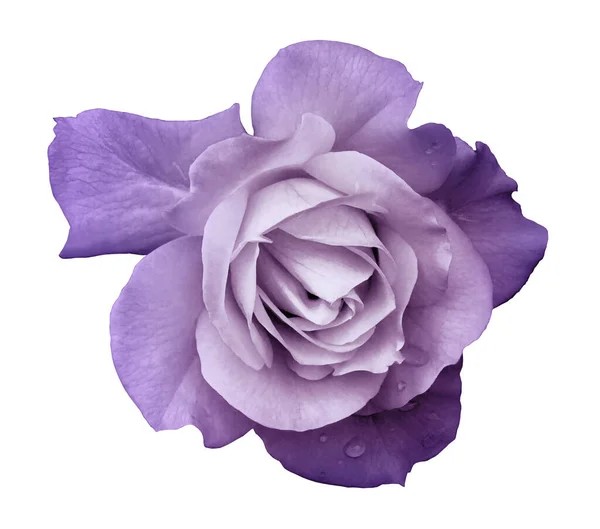 Create meme: purple roses, flowers roses , rose flowers are blue