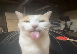 Создать мем: коты, кот, кот с языком
