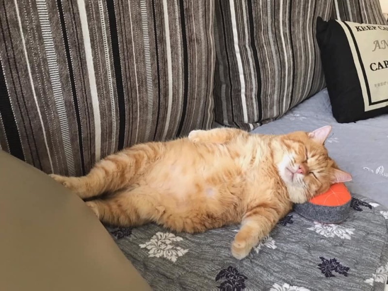 Создать мем: рыжий кот, жирный котик лежит, очень толстый кот