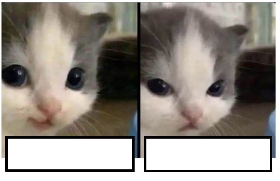 Создать мем: котенок для мема, хехе мем кот, хехе кот