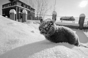 Создать мем: кошка, зима, снег