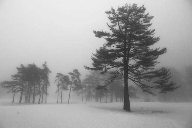 Create meme: pine tree, landscape , a lonely pine tree