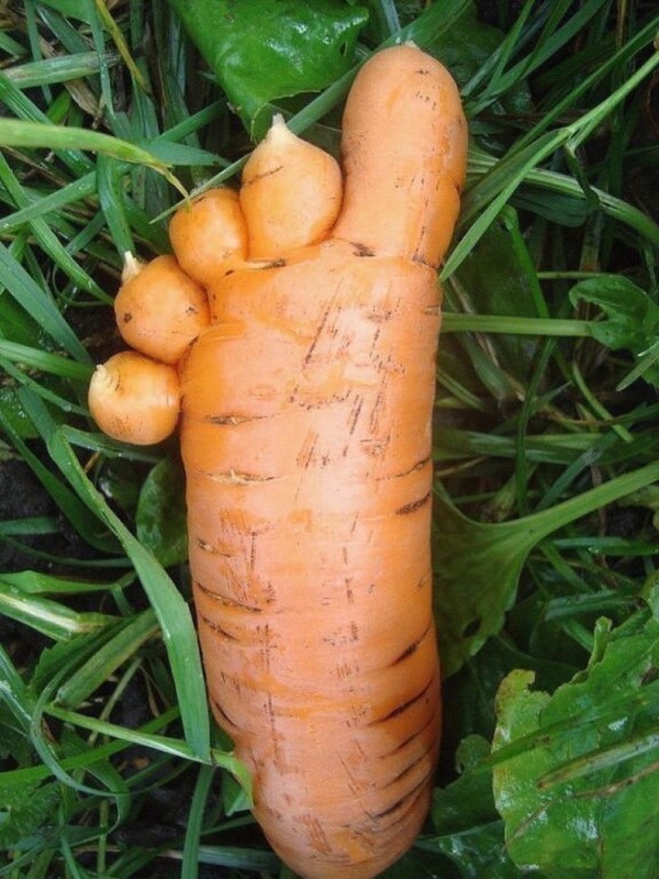 Create meme: live carrot, funny vegetables and fruits, the carrot is growing