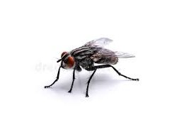 Create meme: Aha, fly