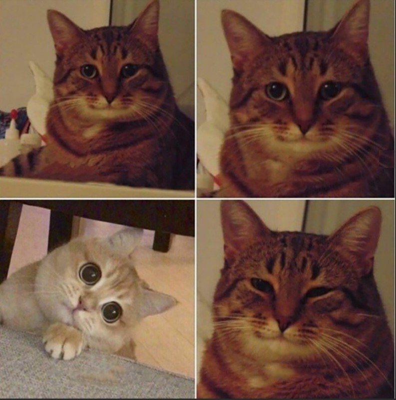 Создать мем: улыбающийся кот мем, мем с двумя котами, мем кошка