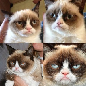 Создать мем: сердитый кот, унылый кот мем, grumpy cat meme