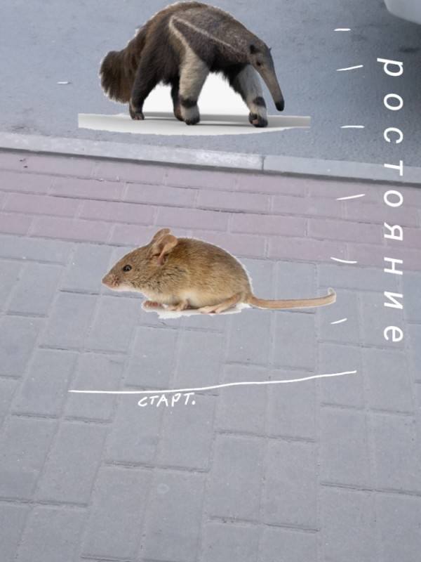 Create meme: rat , rat or mouse, rat mouse 