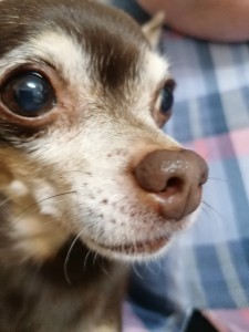 Create meme: bug-eyed Chihuahua, Chihuahua
