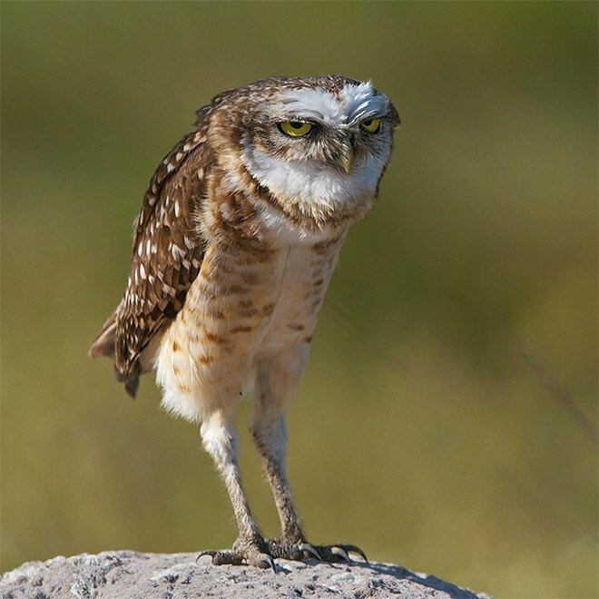 Create meme: owl owl, owls, the owl is cool