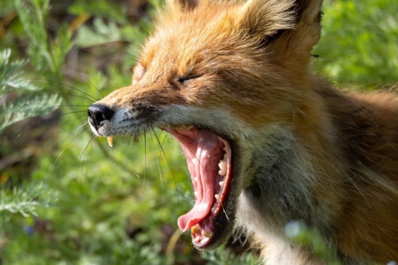 Create meme: Fox , fox's mouth, mad fox