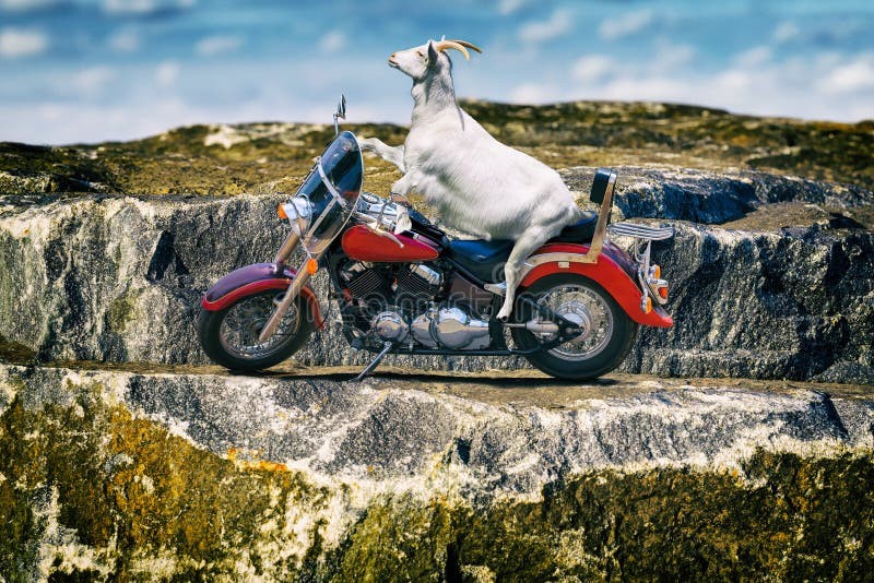 Создать мем: собака на мотоцикле с хозяином, мотоцикл белый, красивые мотоциклы