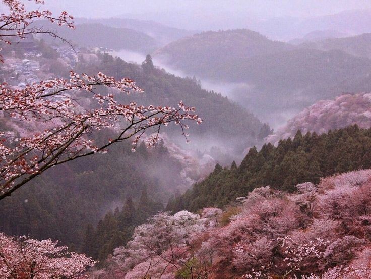 Создать мем: японское искусство, цветущая сакура, гора ёсино япония