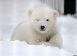 Создать мем: белый медвежонок, белый медвежонок перси, маленький белый медвежонок