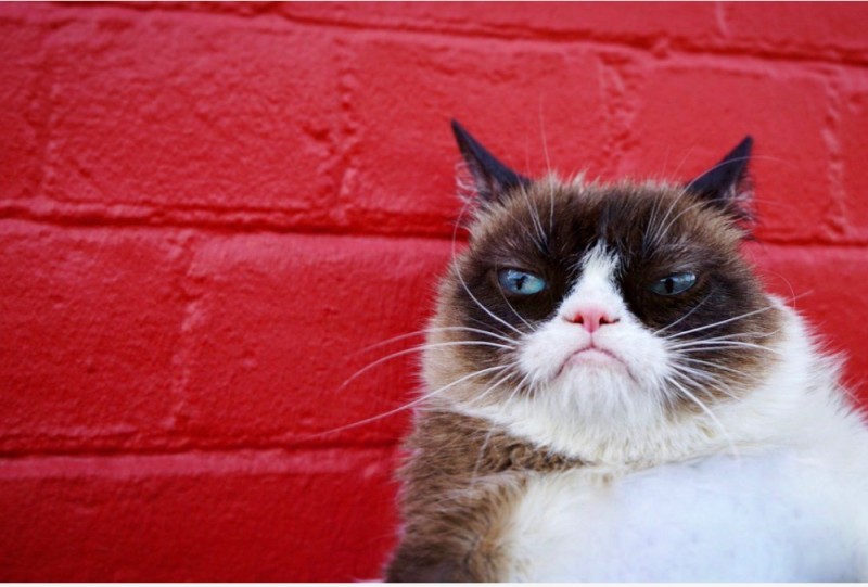 Create meme: the most popular cat , angry cat , cat 