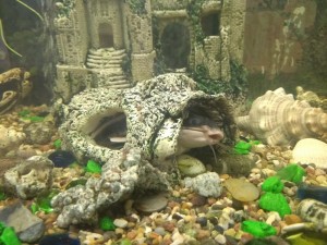 Create meme: aquariums, aquarium, aquarium