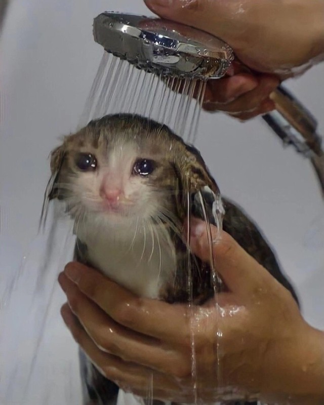 Create meme: the cat under the shower, crying cat, a cat in the shower