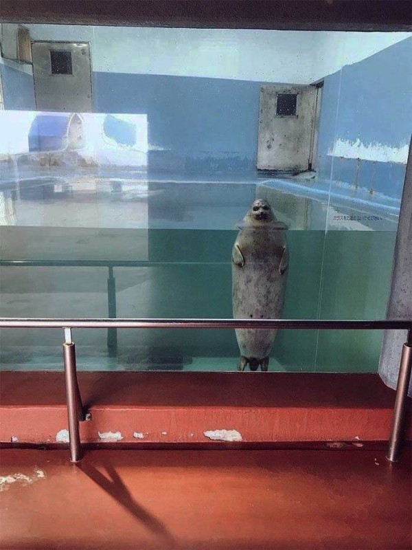 Создать мем: морской котик в аквариуме, нерпа, серый тюлень