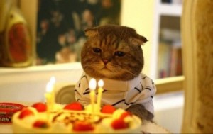 Create meme: cat with the cake, cat cake happy birthday, sad cat birthday
