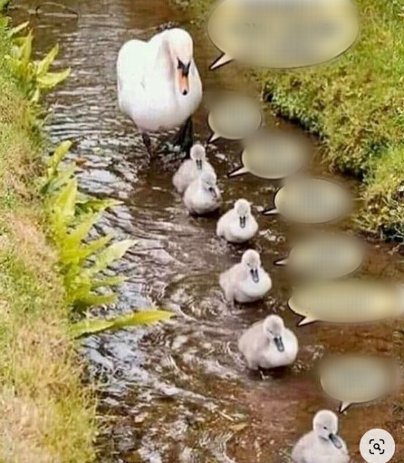 Create meme: swan chick, bird Swan, duck with ducklings meme