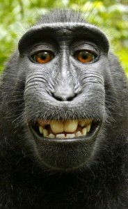 Create meme: selfie monkey, smiling monkey, happy monkey