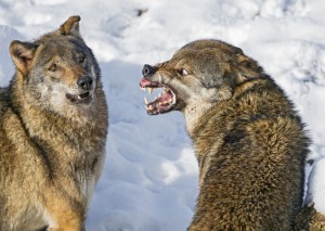 Create meme: wolf wild, healthy mother wolf, wolfish grin