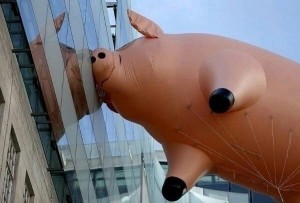 Создать мем: гигантская свинья, огромная надувная свинья, нестандартный юмор