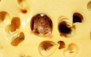 Create meme: mouse, homemade cheese, mouse