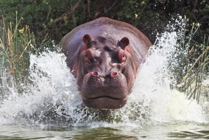 Create meme: Behemoth 2002, angry Hippo photos, African Hippo