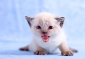 Create meme: cat, cute kittens, Burmese