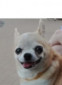 Create meme: Chihuahua, Chihuahua dog