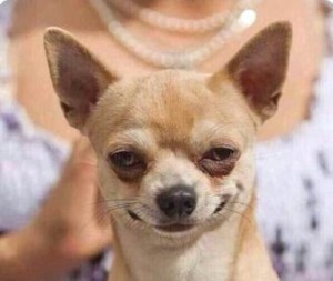Create meme: Chihuahua smiles, Chihuahua Chihuahua, Chihuahua funny