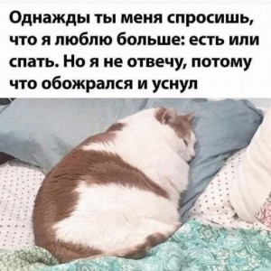 Create meme: text, sleeping fat cat