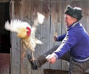 Create meme: rooster meme, rooster, kick the cock meme