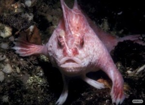 Создать мем: розовая рыба с лапами, розовая рыба с носом, розовая рыба с руками