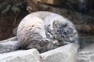 Create meme: manul, wild cat manul, cat manul