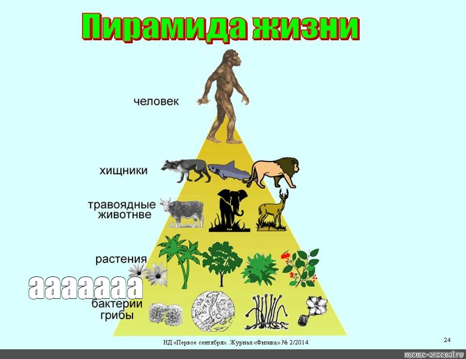 Роль в жизни человека хищных. Экологическая пирамида. Пирамида живых существ. Пирамида в жизни. Биологическая пирамида человека.