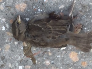 Создать мем: голубь, dead bird, птица