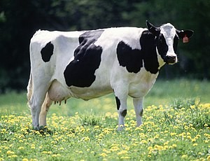 Create meme: cow, German cow, Golshtin breed cows