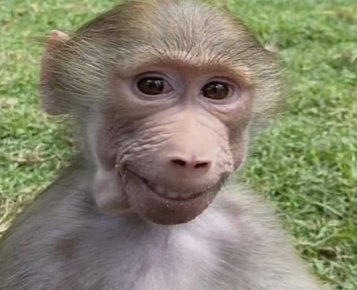 Create meme: the monkey is funny, photo of a monkey, monkey 