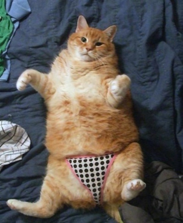 Create meme: cat , cat in underpants, a cat in panties
