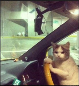 Create meme: cats, seals, the cat behind the wheel