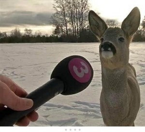 Create meme: an interview with deer meme, deer with microphone, interview with deer