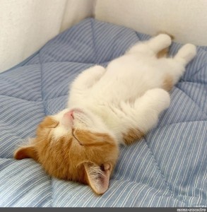 Create meme: sleeping cat , the cat is sleepy, sleeping ginger cat