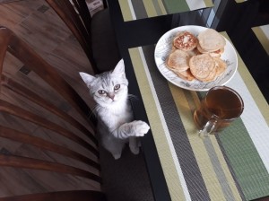 Create meme: Breakfast, cat with pizza, feeding cats