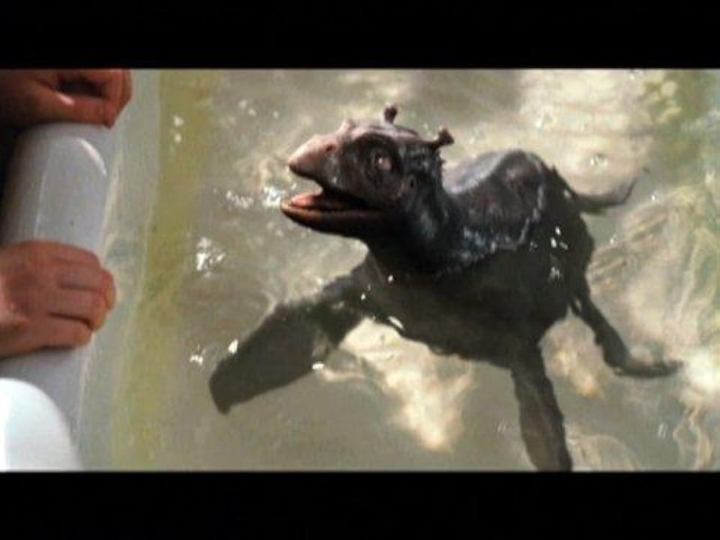 Создать мем: мой домашний динозавр крузо, the water horse legend of the deep, мой домашний динозавр фильм 2007