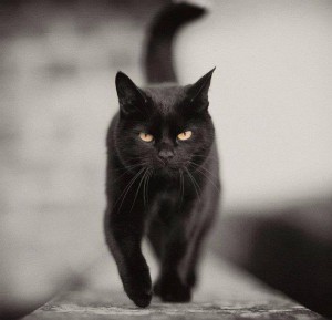 Create meme: pictures black cat, black and white cats live, black cat